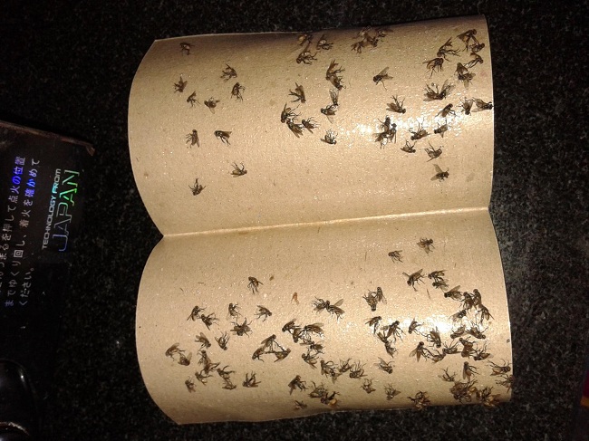 3 bước diệt ruồi nhặng triệt để bạn nên biết