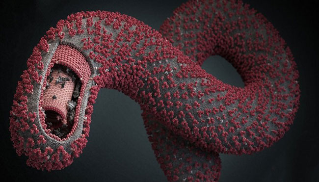 Cách thức lây lan của virus Ebola
