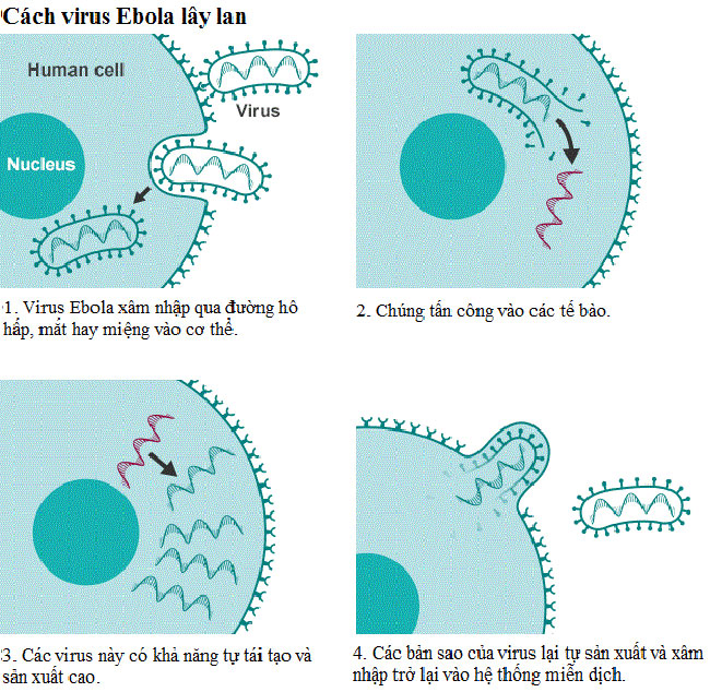 cách thức lây lan của ebola
