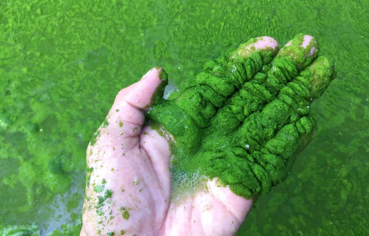 4 Cách diệt tảo lam đơn giản