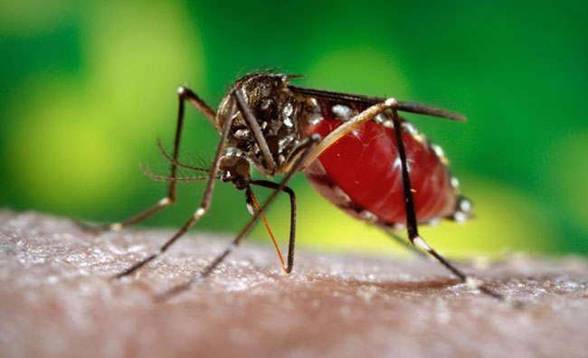 Cách đuổi muỗi bằng sả: Hết sạch muỗi với phương pháp tự nhiên