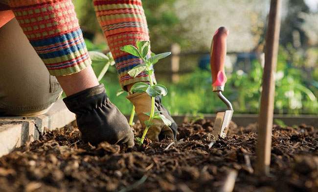 Tiết kiệm và an toàn với các bước trồng rau hữu cơ tại nhà