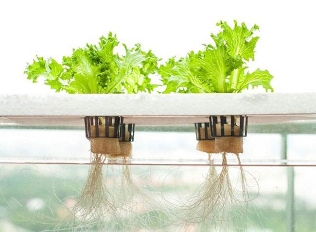 Cách trồng rau thủy canh tại nhà đơn giản và tiết kiệm